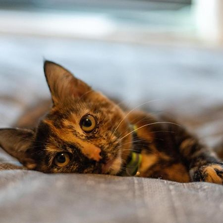 Cavendish Cat And Gaming House Lägenhet Blackpool Exteriör bild
