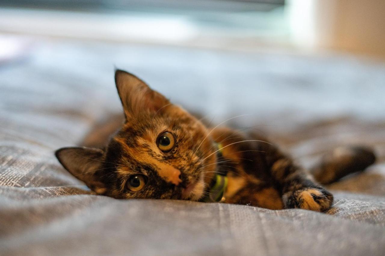 Cavendish Cat And Gaming House Lägenhet Blackpool Exteriör bild