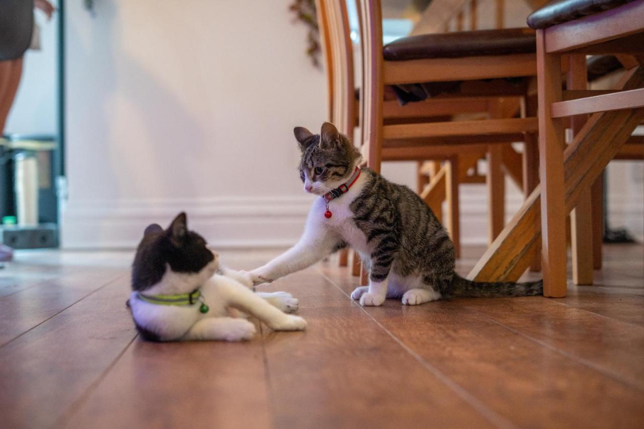 Cavendish Cat And Gaming House Lägenhet Blackpool Exteriör bild