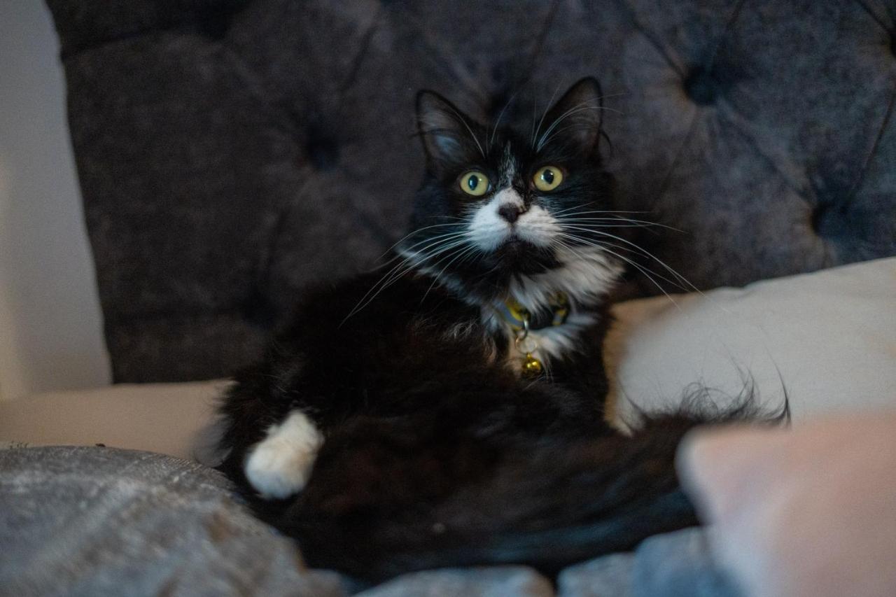 Cavendish Cat And Gaming House Lägenhet Blackpool Exteriör bild