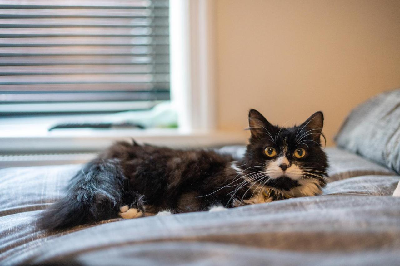 Cavendish Cat And Gaming House Lägenhet Blackpool Exteriör bild